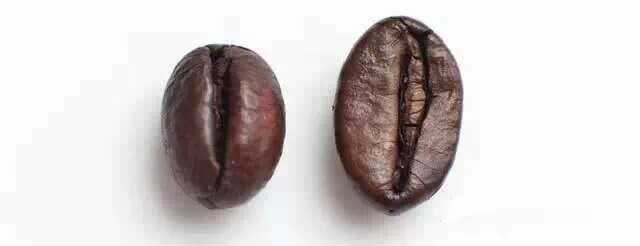 咖啡性别说——公豆VS母豆 3