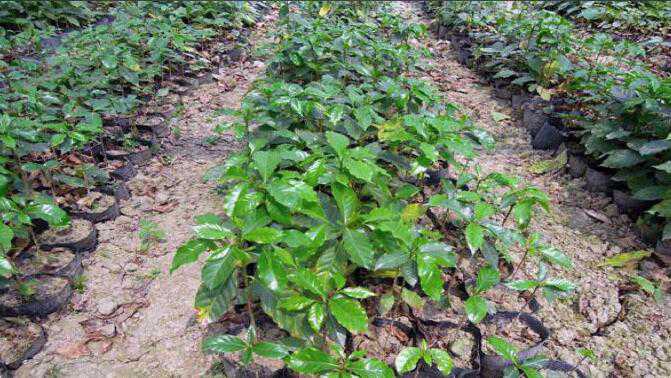 咖啡豆幼苗生长期