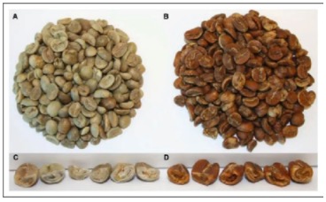 绿咖啡豆（A和C）被超临界二氧化碳处理后的样子（B和D）